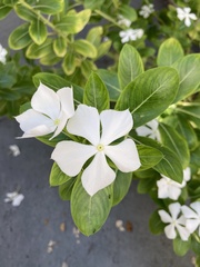 Catharanthus roseus