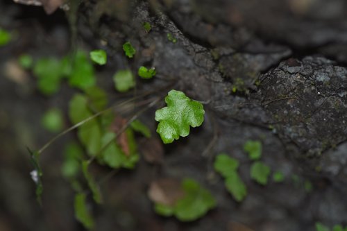 Tectaria fimbriata image
