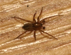 Anyphaena dixiana