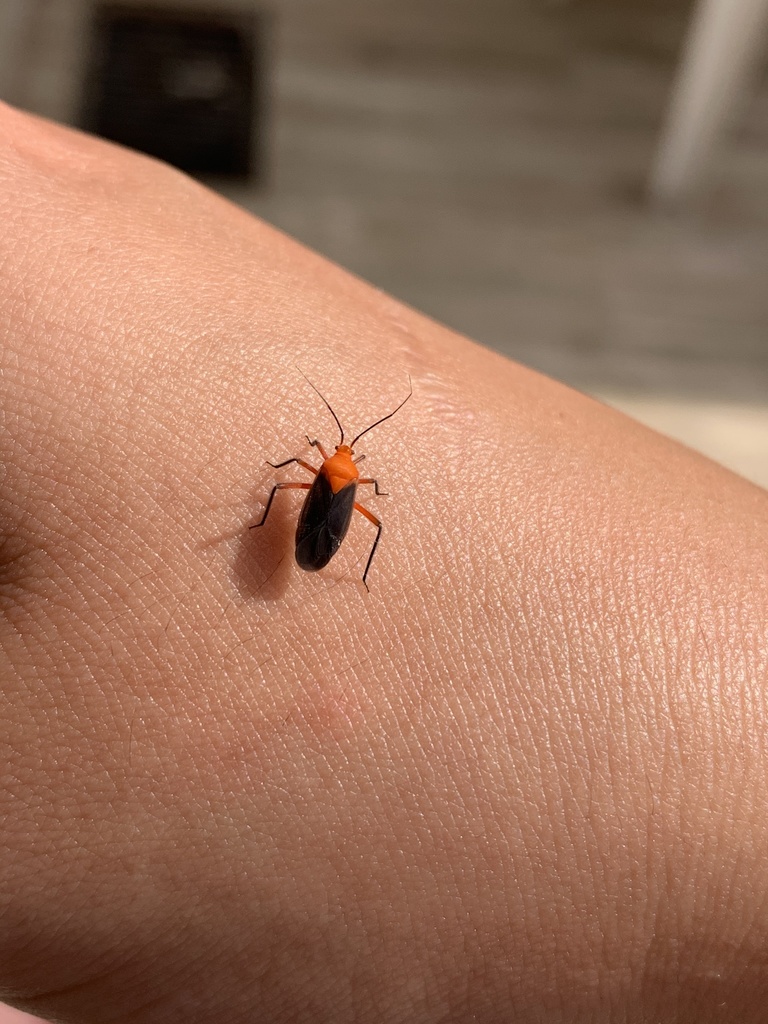 Prepops nitidipennis
