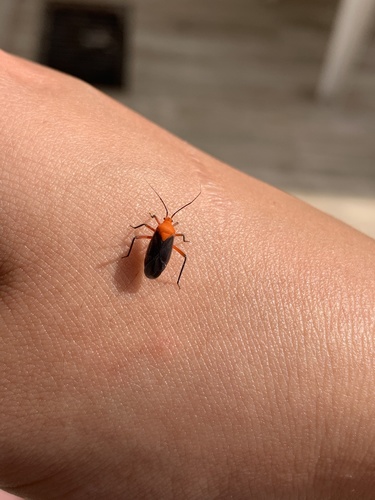 Prepops nitidipennis