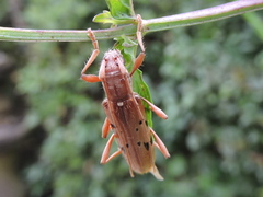 Xenocompsa flavonitida