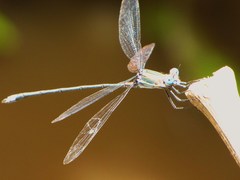 Archilestes