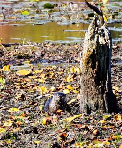 North American River Otter photographed in Connecticut