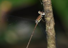 Lestes tenuatus