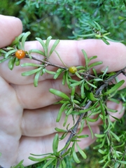 Coprosma cuneata