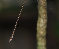 Lestes tenuatus