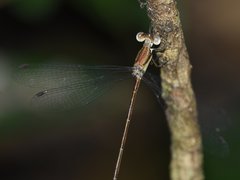 Lestes tenuatus