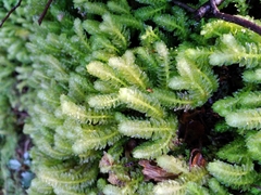 Schistochila nobilis