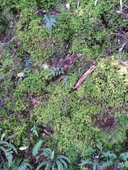 Schistochila nobilis