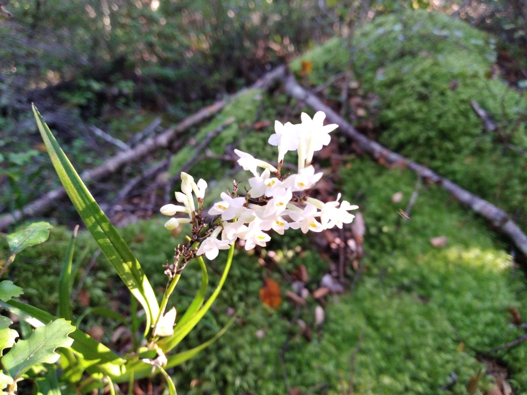 Earina autumnalis