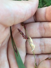 Sorghum halepense