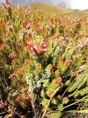 Mimetes capitulatus