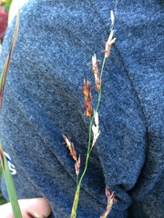Sorghum halepense