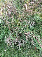 Sorghum halepense