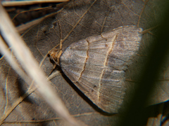 Plecoptera flavilinea
