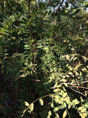 Robinia pseudoacacia