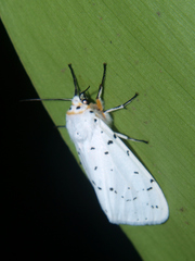 Alpenus investigatorum