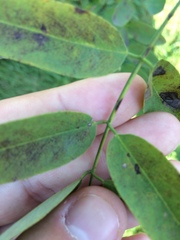 Robinia pseudoacacia