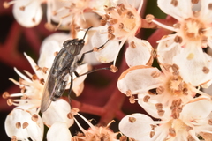 Stomorhina lunata