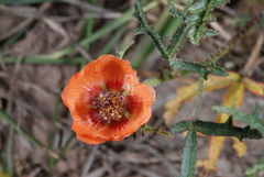 Sphaeralcea laciniata