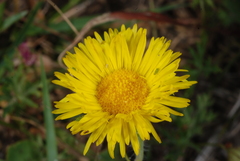 Hysterionica jasionoides