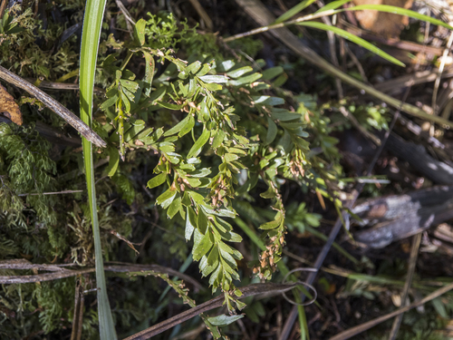 Tmesipteris tannensis, photograph 3