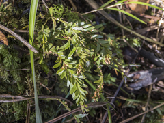 Tmesipteris tannensis, photograph Cara-Lisa Schloots, CC BY, iNaturalist via GBIF