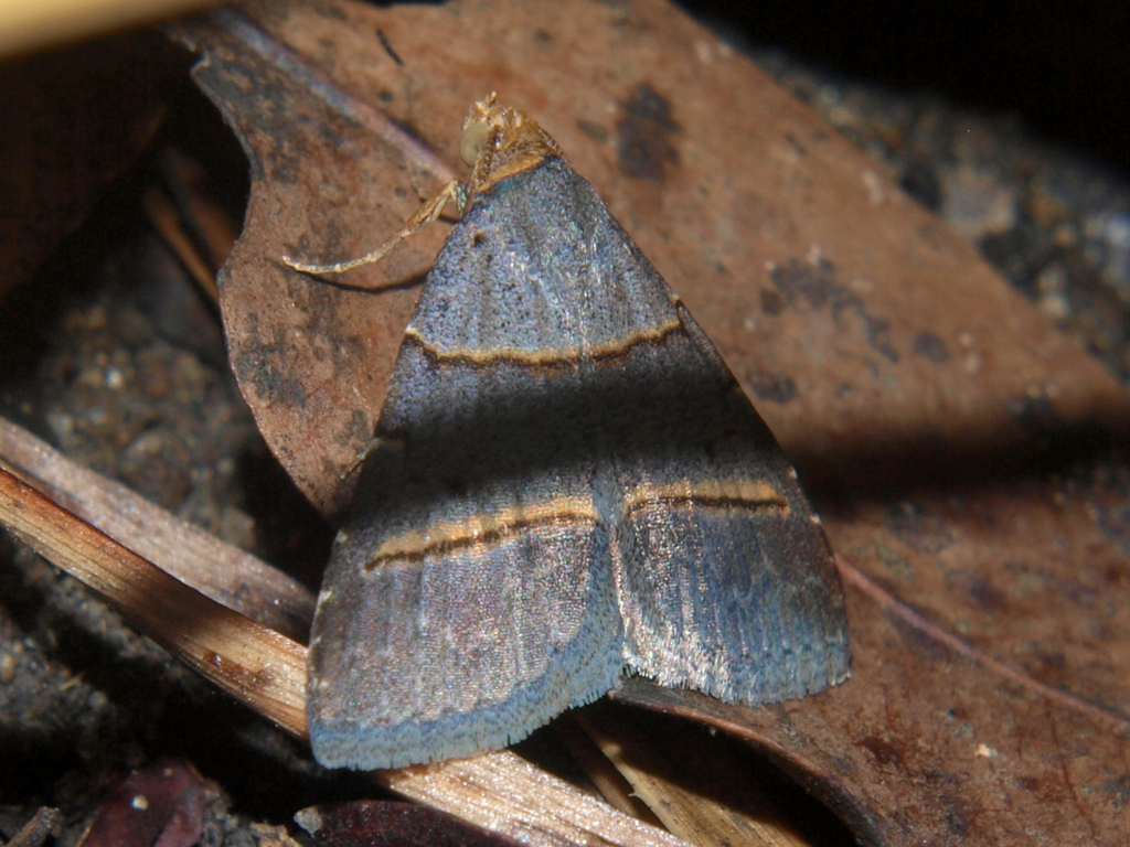 Plecoptera flavilinea
