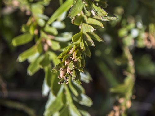 Tmesipteris tannensis, photograph 4