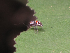 Nycerella delecta