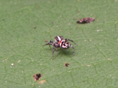Nycerella delecta