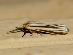 Popoudina lemniscata