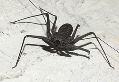 Phrynus whitei