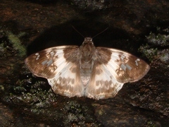 Polyctor