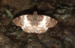 Polyctor