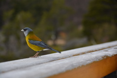 Patagonian Sierra Finch photo 2