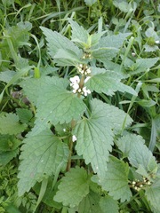 Lamium moschatum