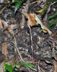 Danhatchia australis