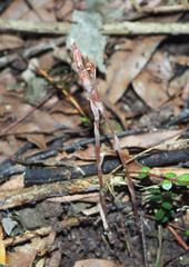 Danhatchia australis