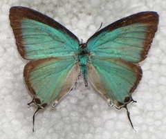 Pseudolycaena