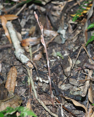 Danhatchia australis