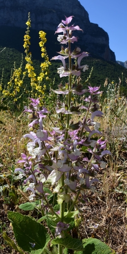 Salvia sclarea