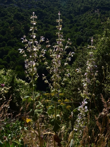 Salvia sclarea