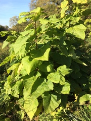 Catalpa speciosa