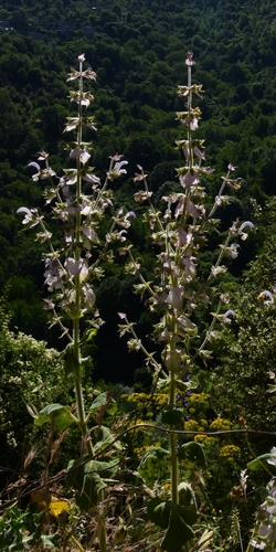 Salvia sclarea