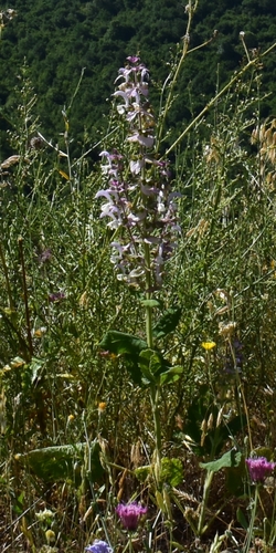 Salvia sclarea