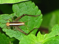 Eneoptera surinamensis