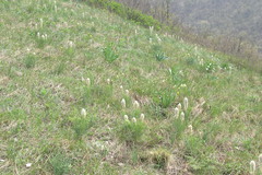 Eremurus tauricus