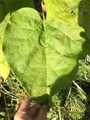 Catalpa speciosa